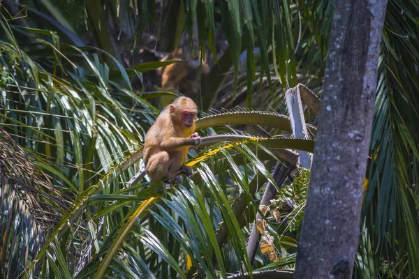 Macaco Cauda Coxa Macaca Arctoides — Fotografia de Stock