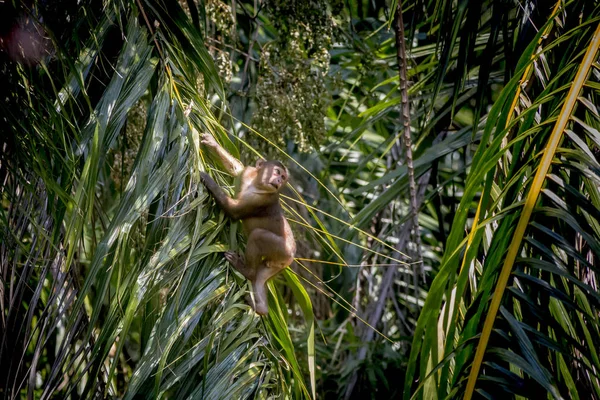 Macaco Cauda Coxa Macaca Arctoides — Fotografia de Stock