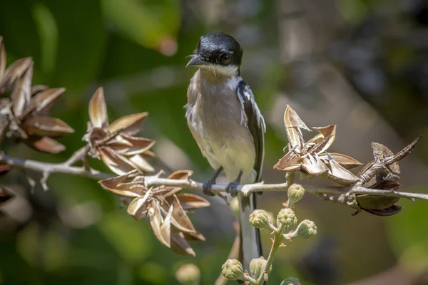 Asian Fly Catchet Tajlandii — Zdjęcie stockowe