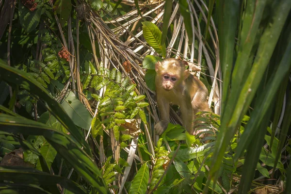 Makaak Macaca Arctoides — Stockfoto