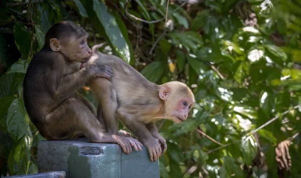 Makak Plamowy Macaca Arctoides — Zdjęcie stockowe