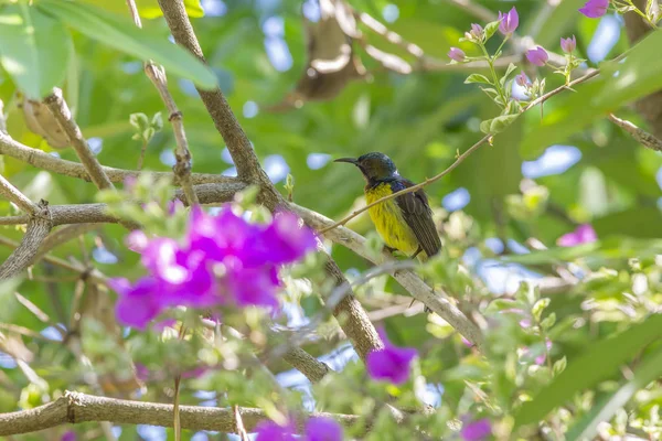 Pássaro Garganta Castanha Anthreptes Malacensis — Fotografia de Stock