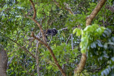 Gölgeli yaprak maymun (Trachypithecus burnu)