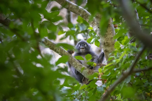 Macaco Folha Cremosa Trachypithecus Obscurus — Fotografia de Stock