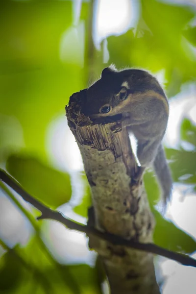 Himájská Pruhovaná Veverka Tamiops Mcclellandii — Stock fotografie