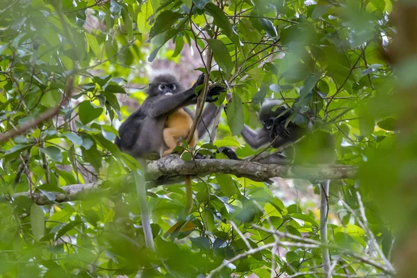 Macaco Folha Cremosa Trachypithecus Obscurus — Fotografia de Stock