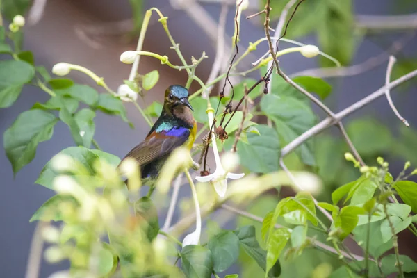 Braunkehlsonnenvogel Anthreptes Malacensis — Stockfoto