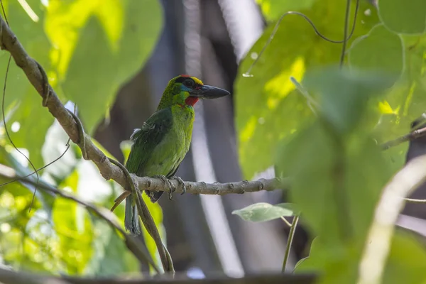 Punakurk Habelind Barbet Gorge Rouge Megalaima Mystacophanos — Photo