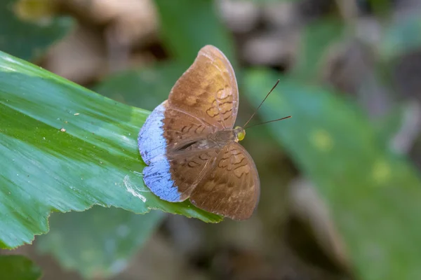 Common Earl Tanaecia Julii — Stock Photo, Image