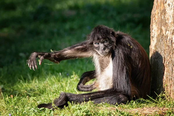 Ateles Geoffroyi Opice Sedí Stromu Posílám Pozdravy — Stock fotografie