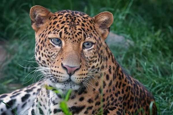 Javan Leopardo Com Olhar Agradável Floresta — Fotografia de Stock