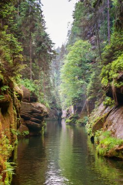 Nehir gorges kayalar ve Çek Cumhuriyeti'nde bu boyunca ağaçlar