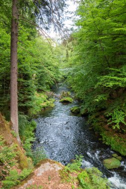 Nehir gorges kayalar ve Çek Cumhuriyeti'nde bu boyunca ağaçlar