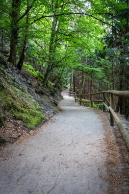 Sandy yolu ormandaki ahşap çit ile