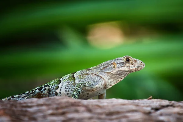 Iguana negro — Stock Photo, Image