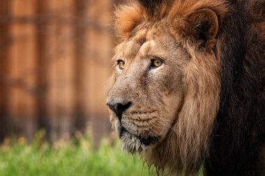 Aslan kral arayan hayvan yağma