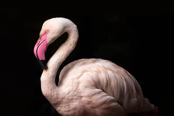 Flamingo Rosa Durante Luz Pôr Sol Sobre Fundo Preto — Fotografia de Stock