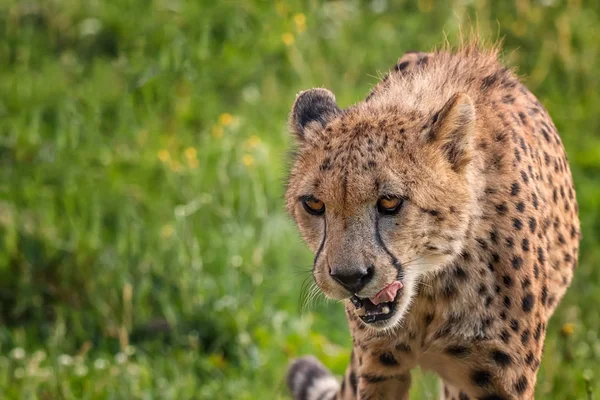 Hungry Cheetah Looking Spoil — Stock Photo, Image