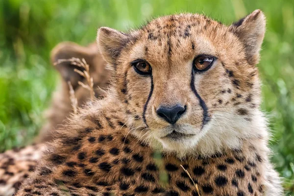 Hoofd Van Jonge Cheetah Zoek Naar Buit — Stockfoto