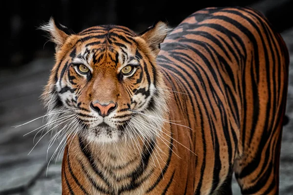 Tiger Sumatran Mirando Directamente Sobre Botín — Foto de Stock