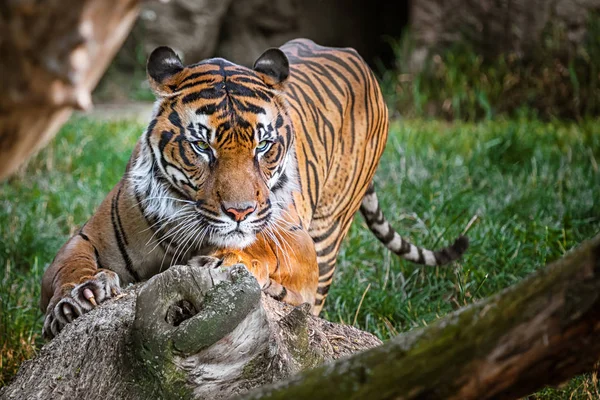 Tiger Malay Sharpen His Claw Tree — Stock Photo, Image