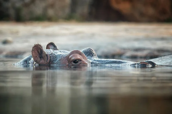 Hipopótamo Grande Mirando Por Encima Del Agua — Foto de Stock