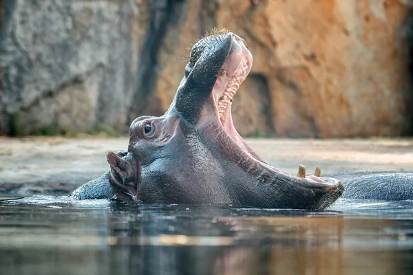 Großes Nilpferd Mit Offenem Maul Zeigt Seine Zähne Über Wasser — Stockfoto