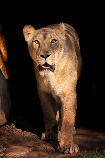 Lion female coming from darking to sun light