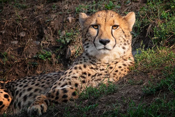 Cheetah Yacía Sobre Hierba Observaba —  Fotos de Stock