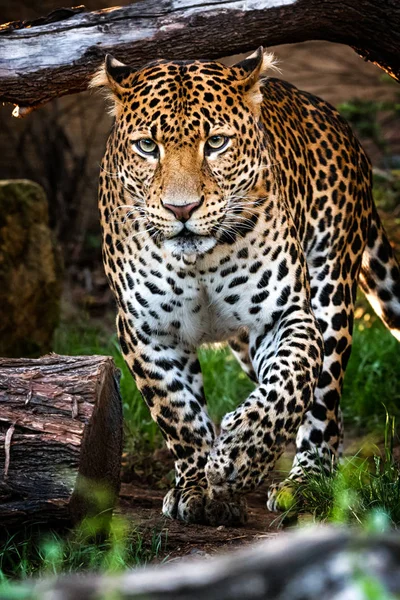 Javan Leopardo Vindo Floresta Espaço Livre — Fotografia de Stock