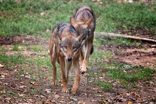 Paire Loups Gris Venir Manger — Photo