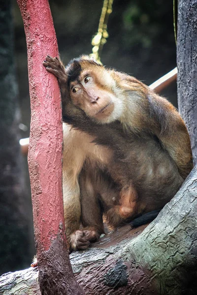 Macaque Sitting Tree Sad Face — Stock Photo, Image