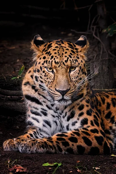 Panthera Pardus Orientali Colocação Olhando Para Estragar — Fotografia de Stock