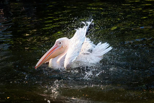 Pelikan Beim Waschen Mit Tausenden Von Tropfen — Stockfoto