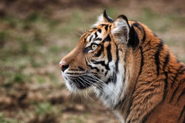 Sumatra kaplanı