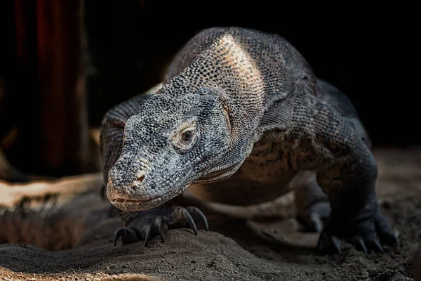 Drachenkomodo — Stockfoto