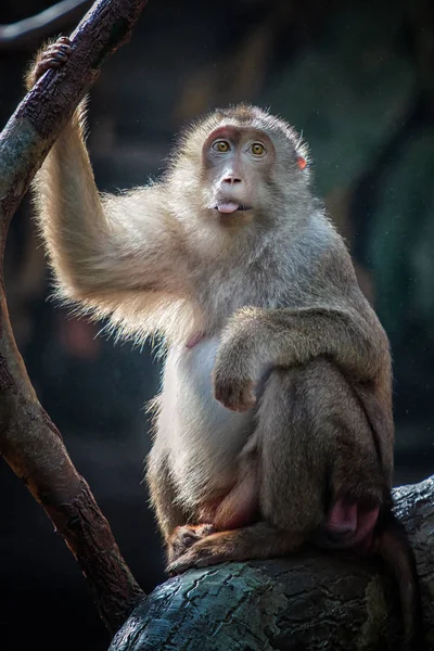 Língua macaco — Fotografia de Stock