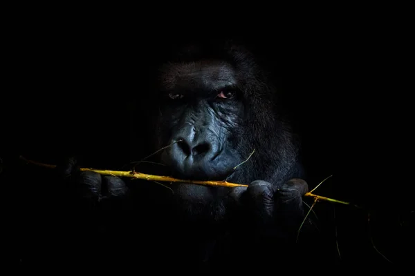 Gorilla black background — Stock Photo, Image