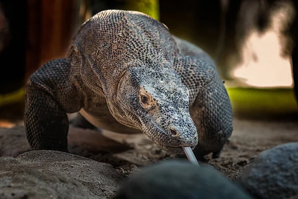 Ejderha comodo — Stok fotoğraf