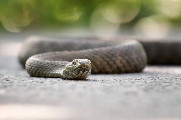 Grass snake — Stock Photo, Image