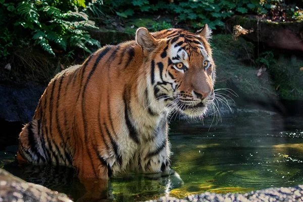 Tigre siberiano — Fotografia de Stock