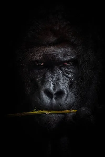 Fondo negro gorila —  Fotos de Stock