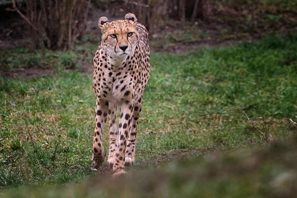 Wandelen cheetah — Stockfoto