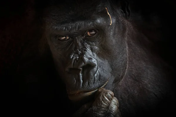 Gorilla black background