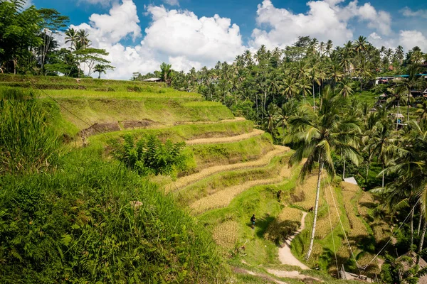 Rijstterras op bali — Stockfoto