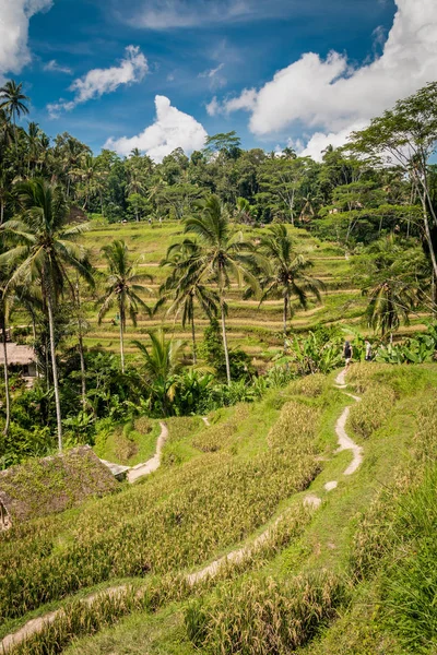 Terraço de arroz em Bali — Fotografia de Stock