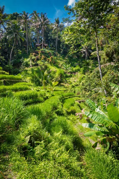 Terraço de arroz em Bali — Fotografia de Stock