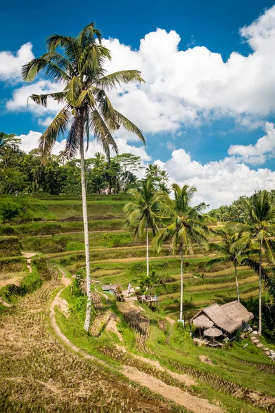 Terraço de arroz em Bali — Fotografia de Stock