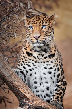 Curios javan leoparı çürüdüğünü görmek için ağaca tırmanıyor.