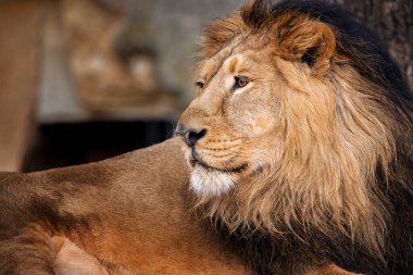Rahatlatıcı aslan erkeğiyle yakınlaş.